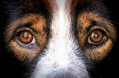 Maus-tratos de animais é crime: cachorro olhando para a tela