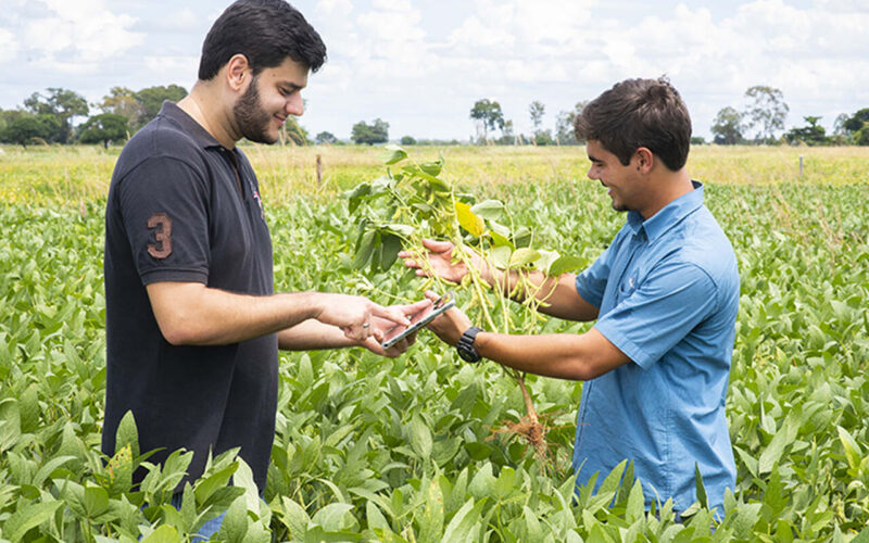 Jovens do curso de agronomia fazendo estudos em plantação de soja.