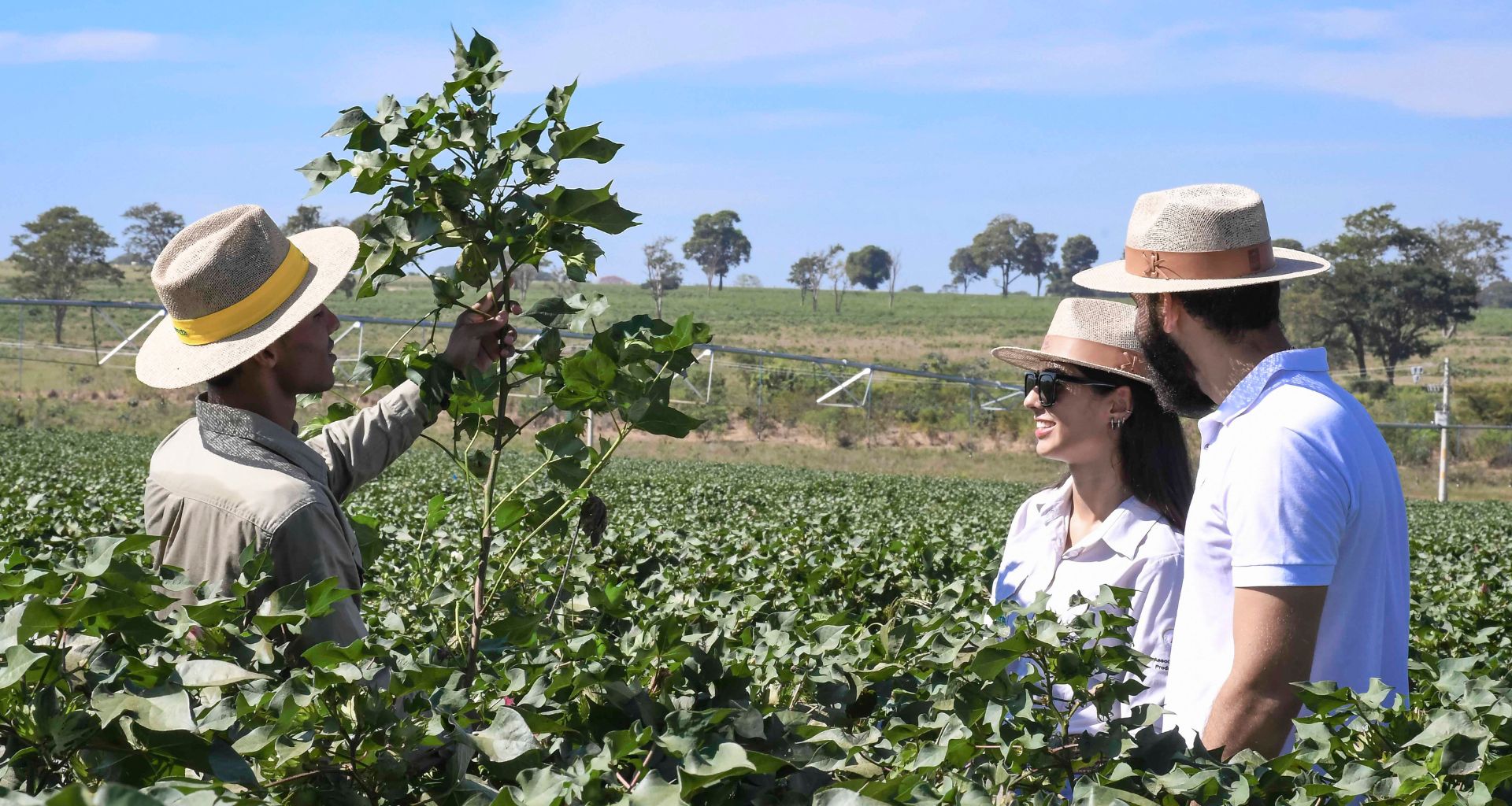 O que faz o agrônomo: rotina, salário e mais