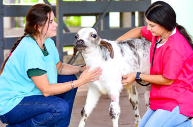 Estudantes de Medicina Veterinária realizam atendimento clínico a um bezerro, demonstrando prática profissional e cuidado com a saúde animal.
