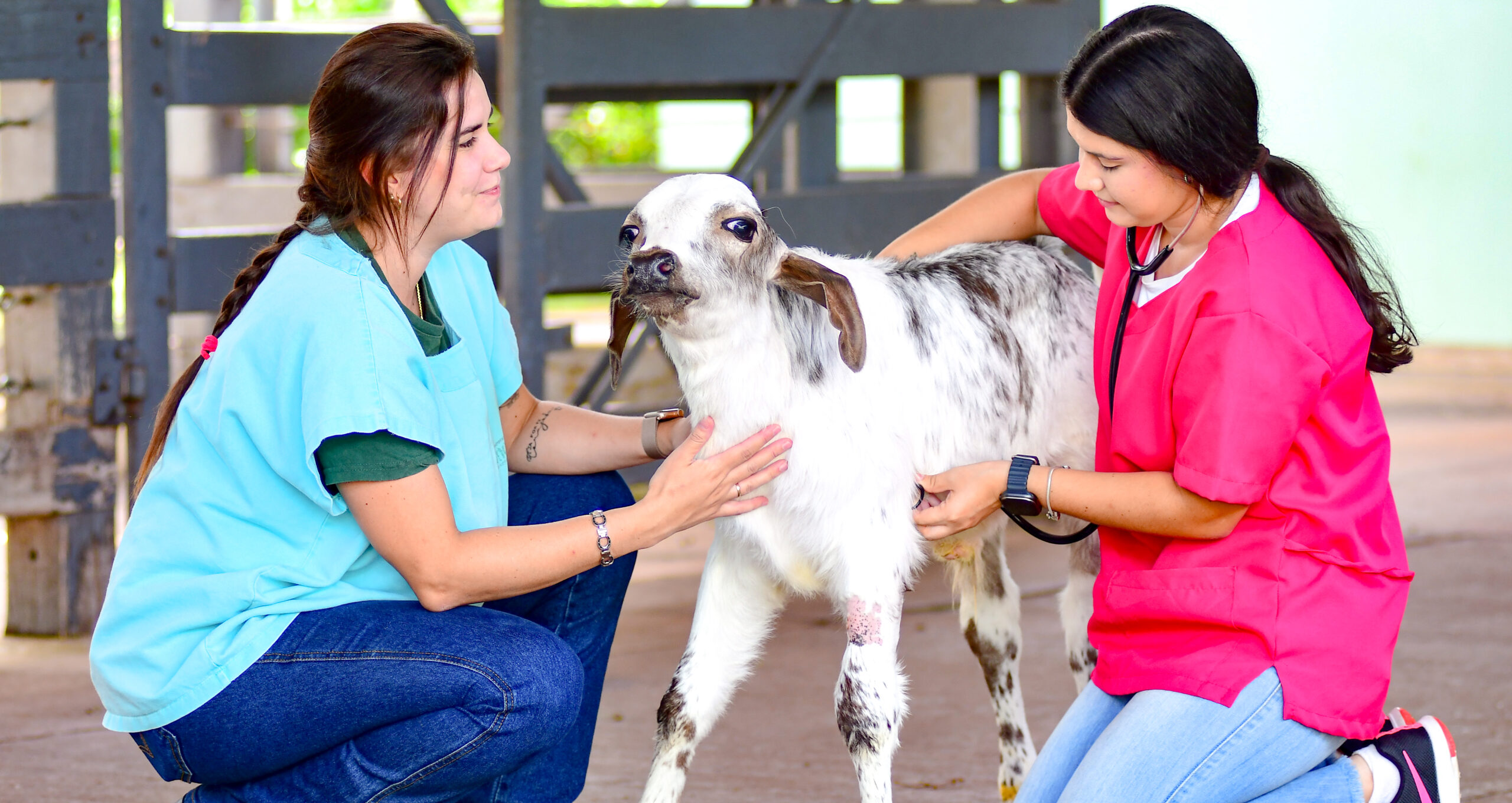 Curso de Medicina Veterinária: quanto custa, quanto tempo dura e mais