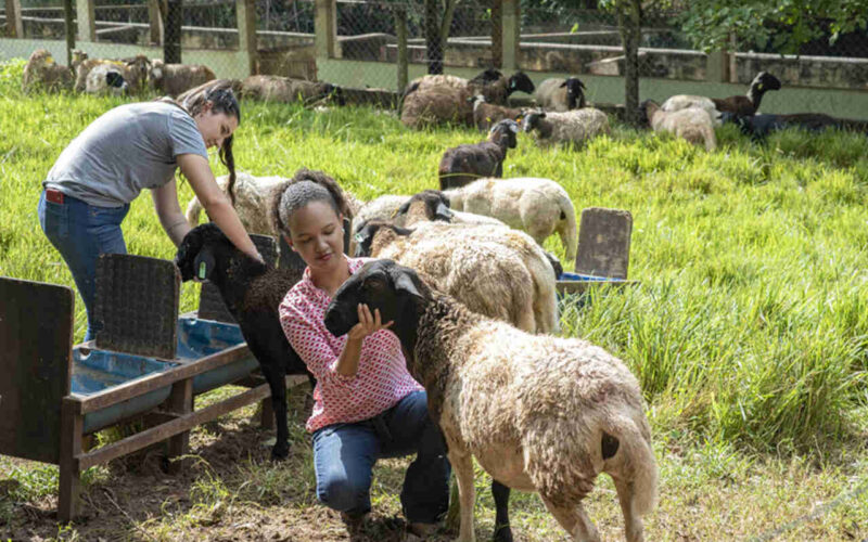 Se você quer atuar aliando o bem-estar animal e humano, a Faculdade de Zootecnia é uma ótima opção. Na foto, duas alunas da Unoeste em aula prática com ovelhas.