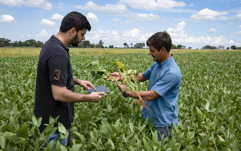 Agrônomos analisam plantação de soja com tablet em dia ensolarado.
