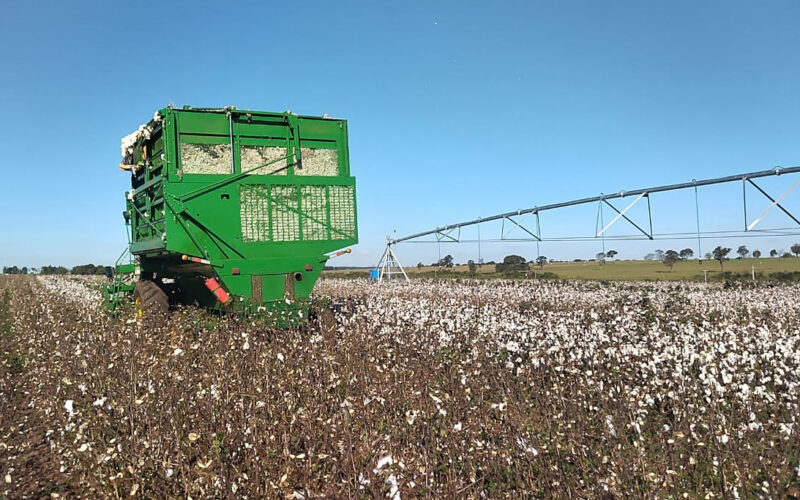 Máquina agrícola colhendo algodão.