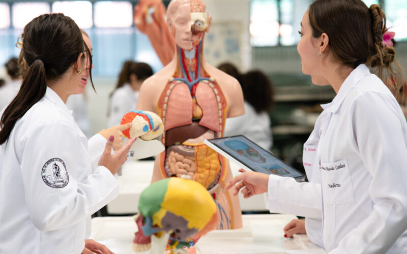 Estudantes de Medicina em aula prática de anatomia observam modelos do cérebro e do corpo humano em laboratório.