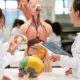 Estudantes de Medicina em aula prática de anatomia observam modelos do cérebro e do corpo humano em laboratório.