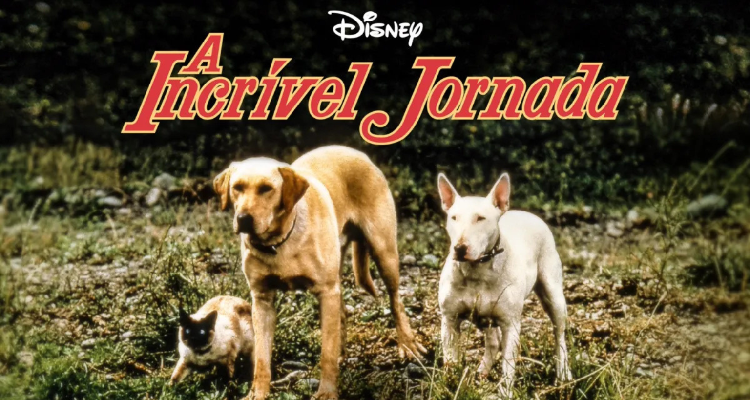 10 filmes de cachorro para se divertir e emocionar
