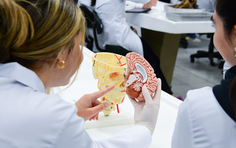 Estudantes da área da saúde analisando um modelo anatômico do cérebro e da cabeça humana em aula prática de anatomia, destacando o aprendizado em ambiente acadêmico com foco em ciências da saúde.