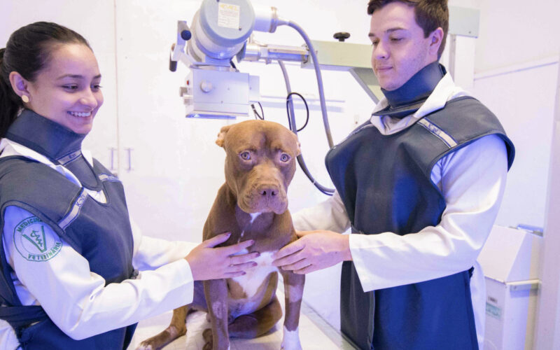 Veterinária sorridente vestindo uniforme azul e touca cirúrgica segura um pequeno cachorro branco, enquanto outro profissional de jaleco roxo trabalha ao fundo em uma clínica veterinária.