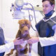 Veterinária sorridente vestindo uniforme azul e touca cirúrgica segura um pequeno cachorro branco, enquanto outro profissional de jaleco roxo trabalha ao fundo em uma clínica veterinária.
