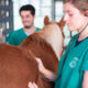 Veterinária examinando cavalo com estetoscópio, colegas ao fundo.