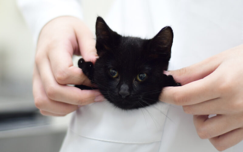Um pequeno gato preto com olhos brilhantes está aconchegado no bolso de um jaleco branco. Suas patinhas estão sendo gentilmente seguradas por mãos humanas, criando uma cena adorável e acolhedora.