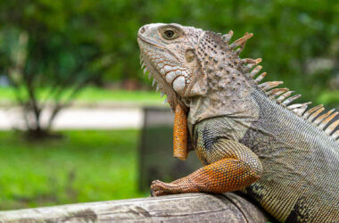 Iguana verde apoiada em um tronco de madeira em ambiente arborizado. Espécie é um dos animais de estimação exóticos permitidos no Brasil, desde que adquirida legalmente e com registro no Ibama.