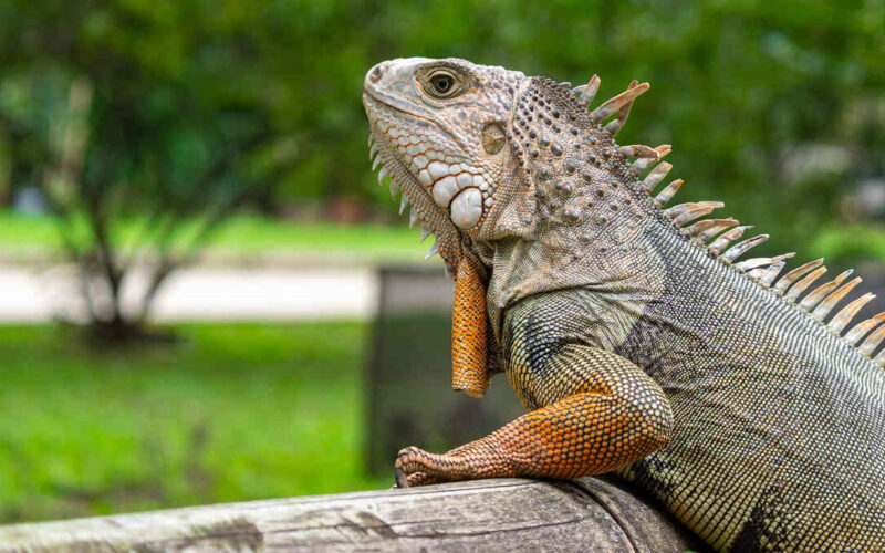 Iguana verde apoiada em um tronco de madeira em ambiente arborizado. Espécie é um dos animais de estimação exóticos permitidos no Brasil, desde que adquirida legalmente e com registro no Ibama.