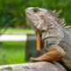 Iguana verde apoiada em um tronco de madeira em ambiente arborizado. Espécie é um dos animais de estimação exóticos permitidos no Brasil, desde que adquirida legalmente e com registro no Ibama.