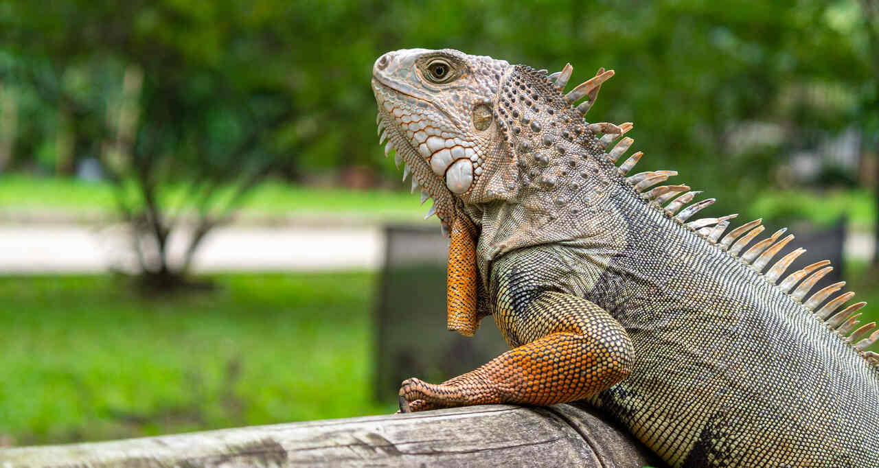 Iguana verde apoiada em um tronco de madeira em ambiente arborizado. Espécie é um dos animais de estimação exóticos permitidos no Brasil, desde que adquirida legalmente e com registro no Ibama.