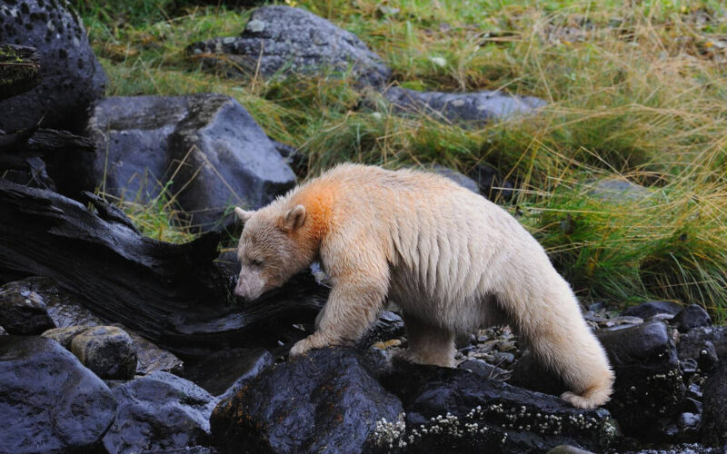 Urso Kermode de pelagem branca, conhecido como “urso-espírito”, caminha sobre rochas úmidas em um ambiente natural com vegetação rasteira ao fundo.