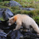 Urso Kermode de pelagem branca, conhecido como “urso-espírito”, caminha sobre rochas úmidas em um ambiente natural com vegetação rasteira ao fundo.
