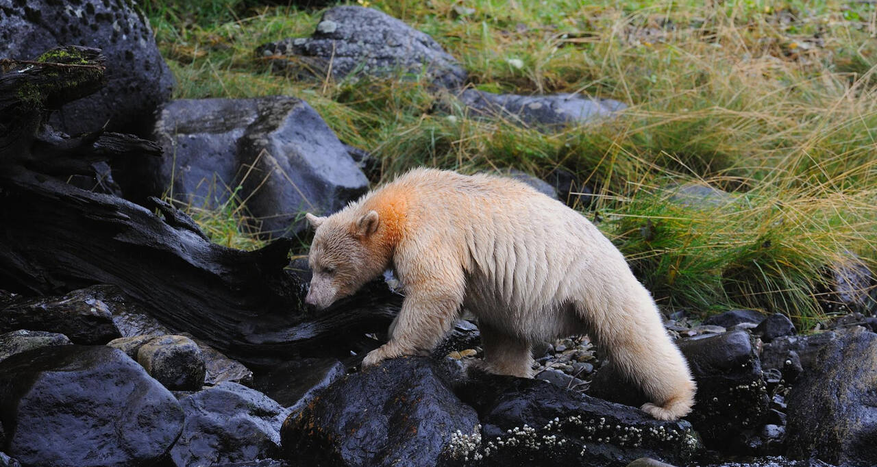 Urso Kermode de pelagem branca, conhecido como “urso-espírito”, caminha sobre rochas úmidas em um ambiente natural com vegetação rasteira ao fundo.