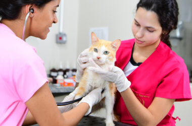 Estudantes de Medicina Veterinária da Unoeste realizam atendimento a um gato de cor branca e amarela, segurando o animal com cuidado enquanto utilizam estetoscópio para examinar sua saúde em um ambiente clínico iluminado.