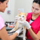 Estudantes de Medicina Veterinária da Unoeste realizam atendimento a um gato de cor branca e amarela, segurando o animal com cuidado enquanto utilizam estetoscópio para examinar sua saúde em um ambiente clínico iluminado.