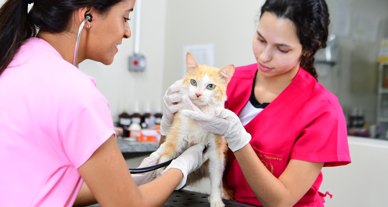 Estudantes de Medicina Veterinária da Unoeste realizam atendimento a um gato de cor branca e amarela, segurando o animal com cuidado enquanto utilizam estetoscópio para examinar sua saúde em um ambiente clínico iluminado.