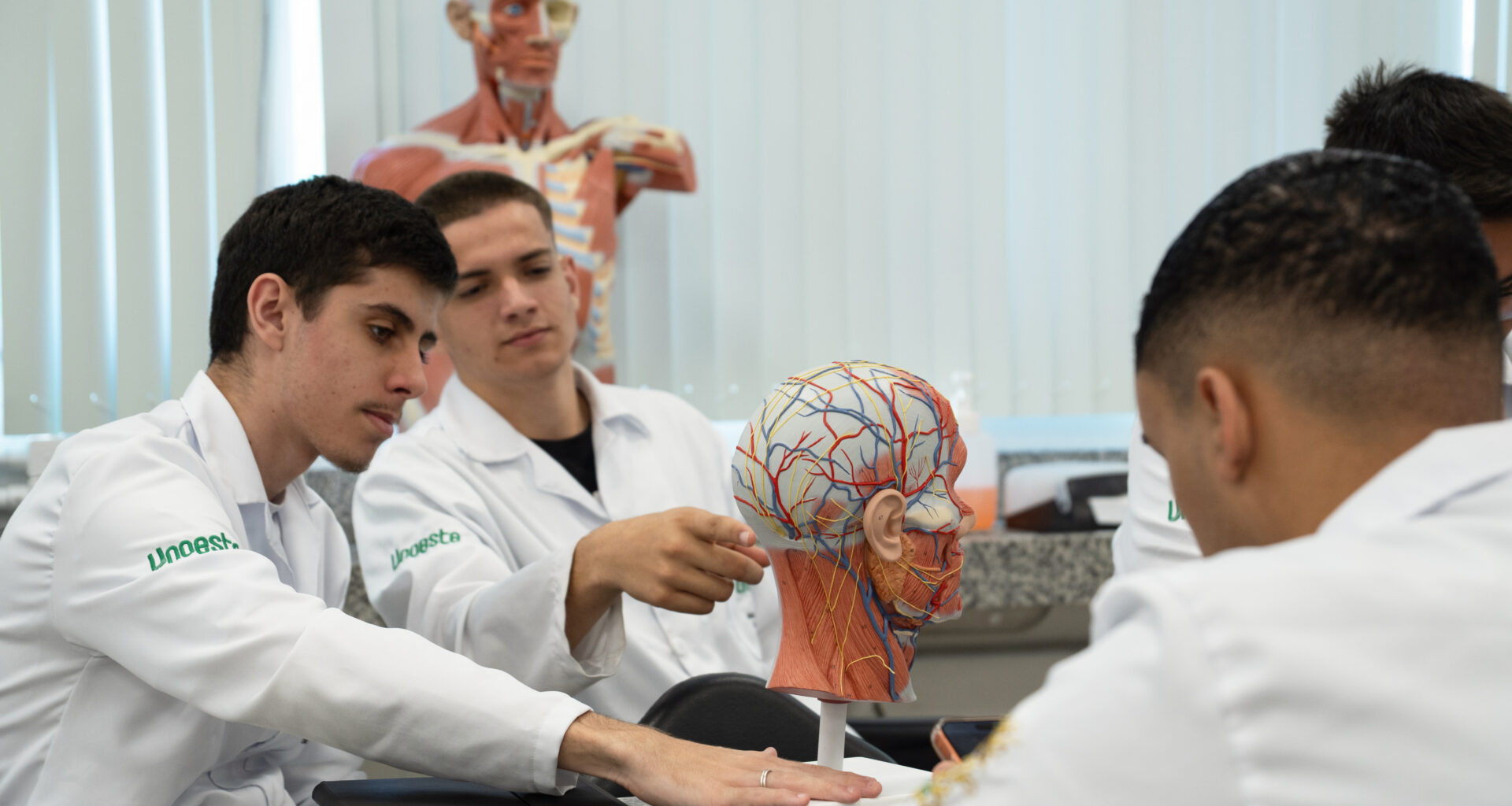 Estudantes de Medicina da Unoeste analisando modelo anatômico do sistema nervoso durante aula prática em laboratório, com foco no estudo do cérebro e das estruturas neurológicas.
