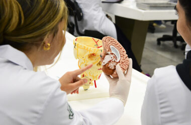 Estudantes de Medicina em aula prática analisando modelo anatômico do cérebro humano, com foco no estudo do sistema nervoso e das estruturas cerebrais em laboratório universitário.