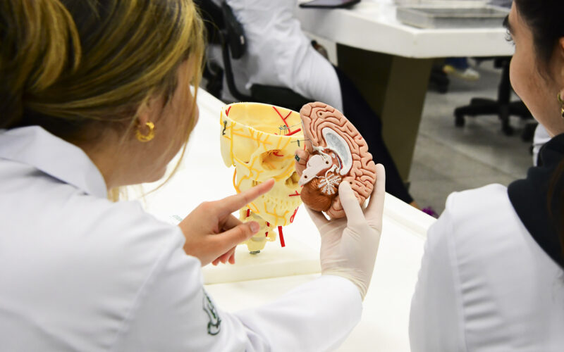 Estudantes de Medicina em aula prática analisando modelo anatômico do cérebro humano, com foco no estudo do sistema nervoso e das estruturas cerebrais em laboratório universitário.