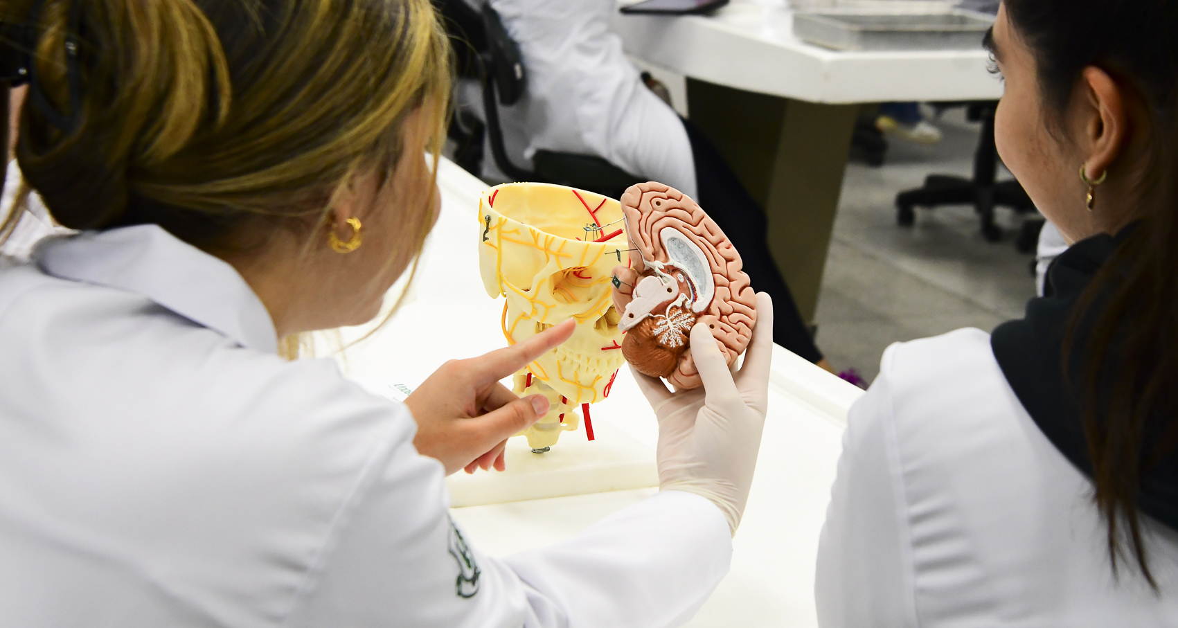 Estudantes de Medicina em aula prática analisando modelo anatômico do cérebro humano, com foco no estudo do sistema nervoso e das estruturas cerebrais em laboratório universitário.