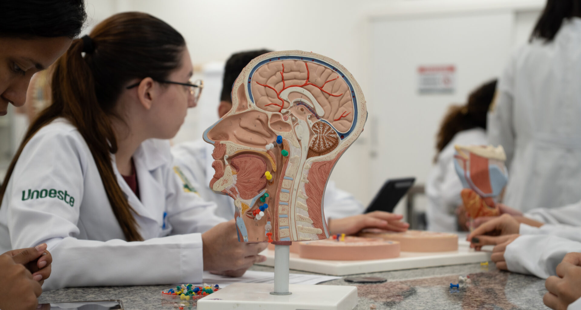 Estudantes de Medicina da Unoeste analisam modelo anatômico do cérebro e sistema nervoso durante aula prática em laboratório.