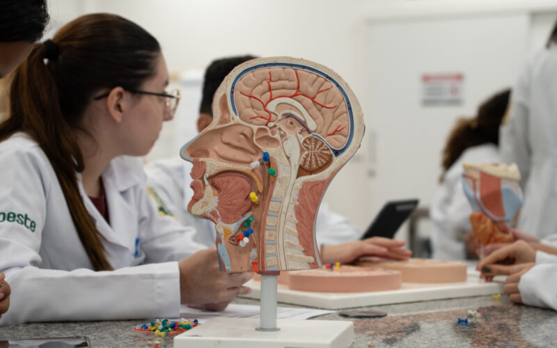 Estudantes de Medicina da Unoeste analisam modelo anatômico do cérebro e sistema nervoso durante aula prática em laboratório.