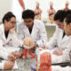 Estudantes do curso de Medicina da Unoeste reunidos em atividade prática de aprendizagem, analisando modelos anatômicos durante dinâmica em grupo em laboratório.